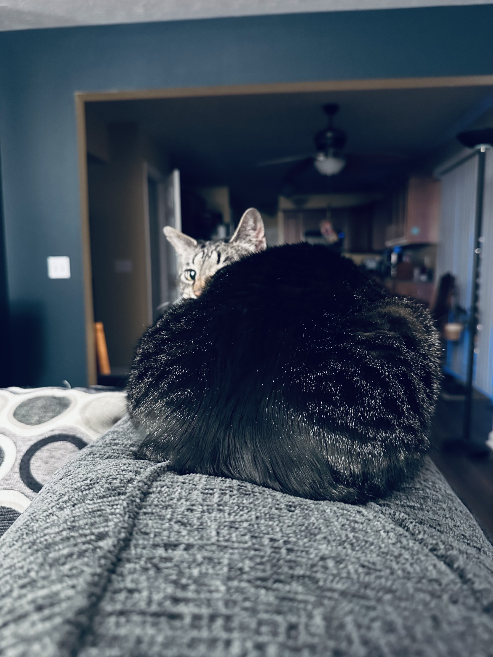 Wide load cat Blank Meme Template