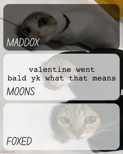 do you know?? cuz i have no clue either | valentine went bald yk what that means | image tagged in maddox moons n foxed kitty temp | made w/ Imgflip meme maker