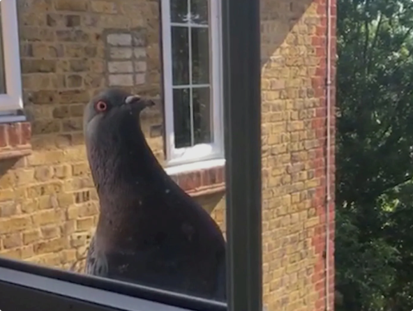 Pigeon interupt Blank Meme Template