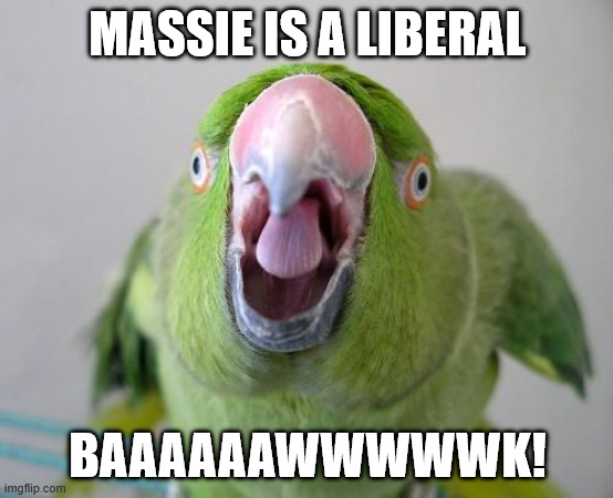 Parrot | MASSIE IS A LIBERAL; BAAAAAAWWWWWK! | image tagged in parrot | made w/ Imgflip meme maker