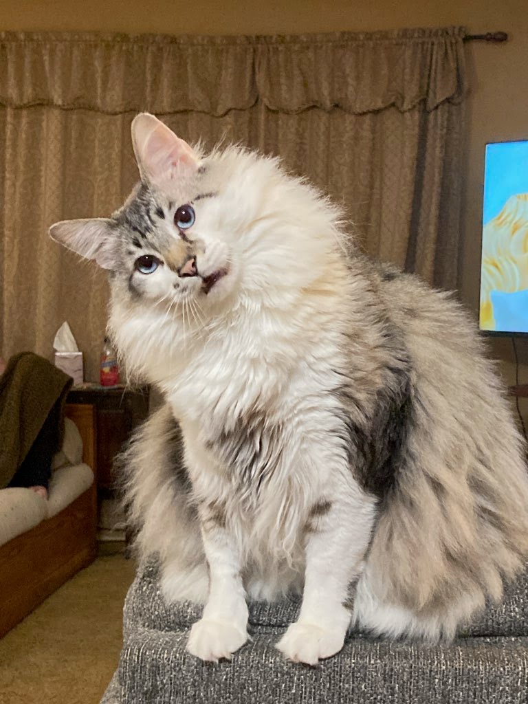 Fluffy Jack Blank Meme Template