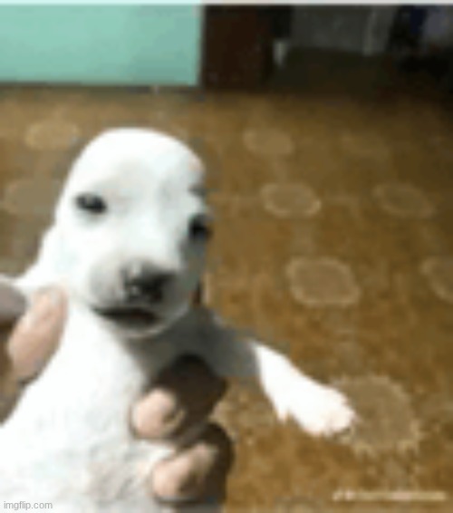 "save or harvest" ass image | made w/ Imgflip meme maker