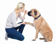 perrito Blank Meme Template