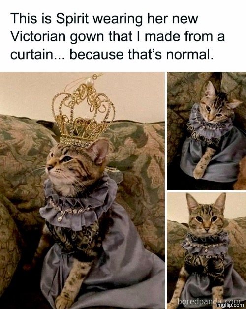 Her Victorian Highness | image tagged in cats,funny cats,victorian,superior royalty,the queen,smug | made w/ Imgflip meme maker