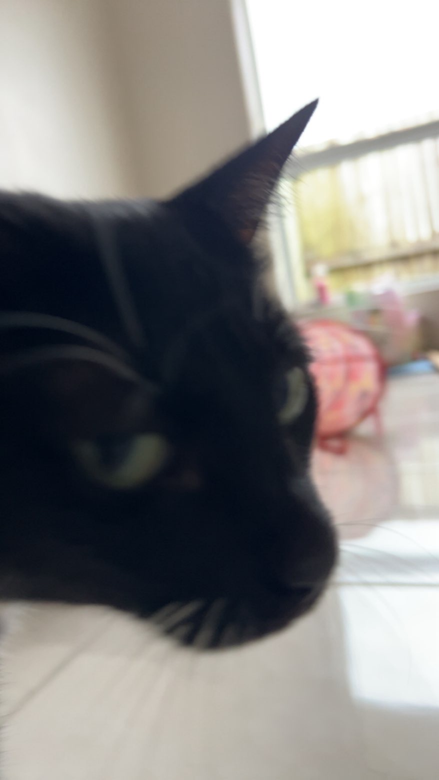 Squid’s Judgement Blank Meme Template