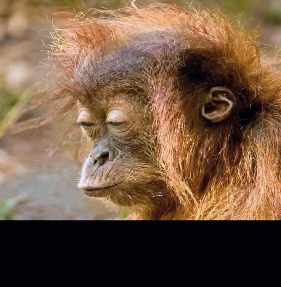 High Quality TrumpMonkey Blank Meme Template