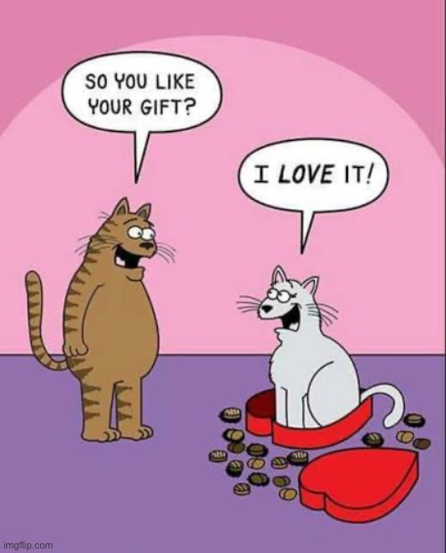 Just what she wanted… | image tagged in cats,comics,valentines day,candy,empty box | made w/ Imgflip meme maker