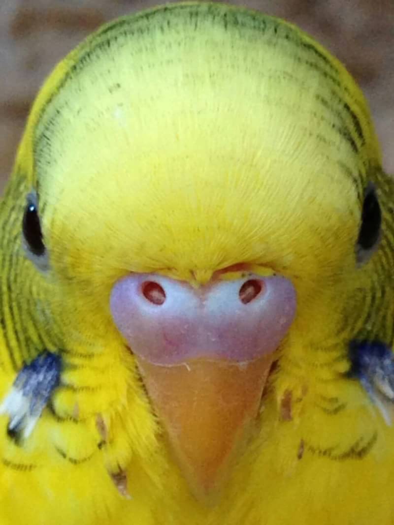 Mr. Key Blank Meme Template