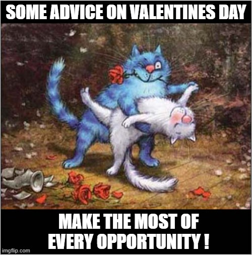 Have A Nice Day ! | SOME ADVICE ON VALENTINES DAY; MAKE THE MOST OF EVERY OPPORTUNITY ! | image tagged in cats,valentines day,blue cats | made w/ Imgflip meme maker