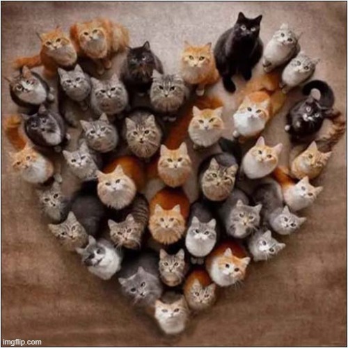 They Just Need Someone To Love ! | image tagged in cats,valentines day | made w/ Imgflip meme maker