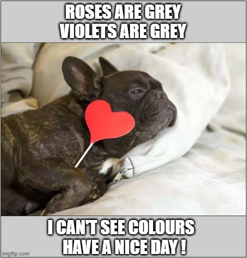A Valentines Poem ! | ROSES ARE GREY
VIOLETS ARE GREY; I CAN'T SEE COLOURS
  HAVE A NICE DAY ! | image tagged in dogs,bulldog,valentines day,poem | made w/ Imgflip meme maker