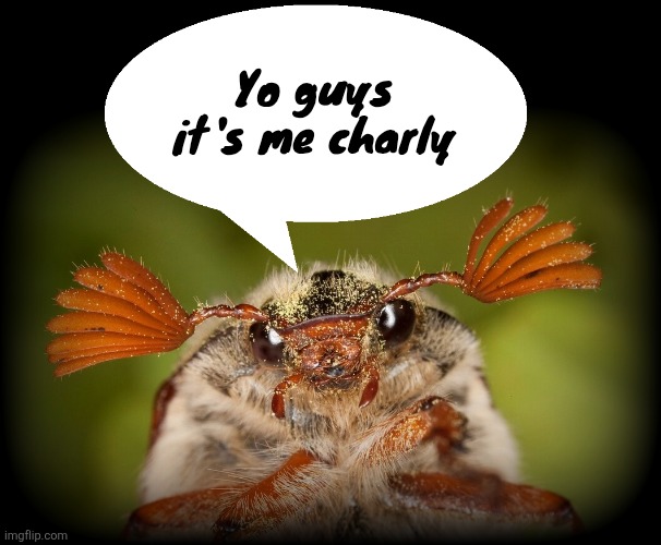 Doodlebug/odd announcement temp | Yo guys it's me charly | image tagged in doodlebug/odd announcement temp | made w/ Imgflip meme maker