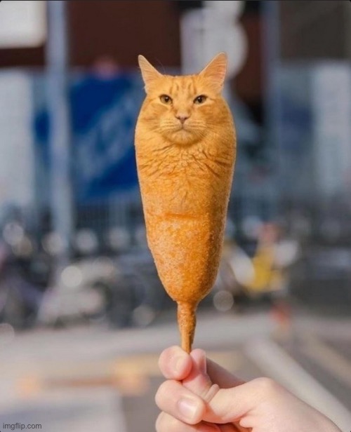 corndog cat | image tagged in corndog cat,msmg | made w/ Imgflip meme maker