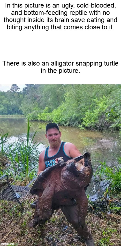 I like turtles. | image tagged in memes,funny memes,turtle | made w/ Imgflip meme maker