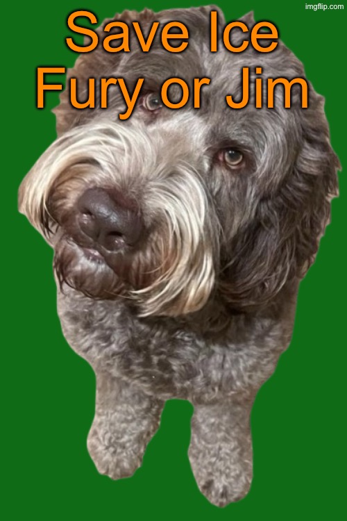 Northers Dog (Transparent) | Save Ice Fury or Jim | image tagged in northers dog transparent,voting game s17 | made w/ Imgflip meme maker