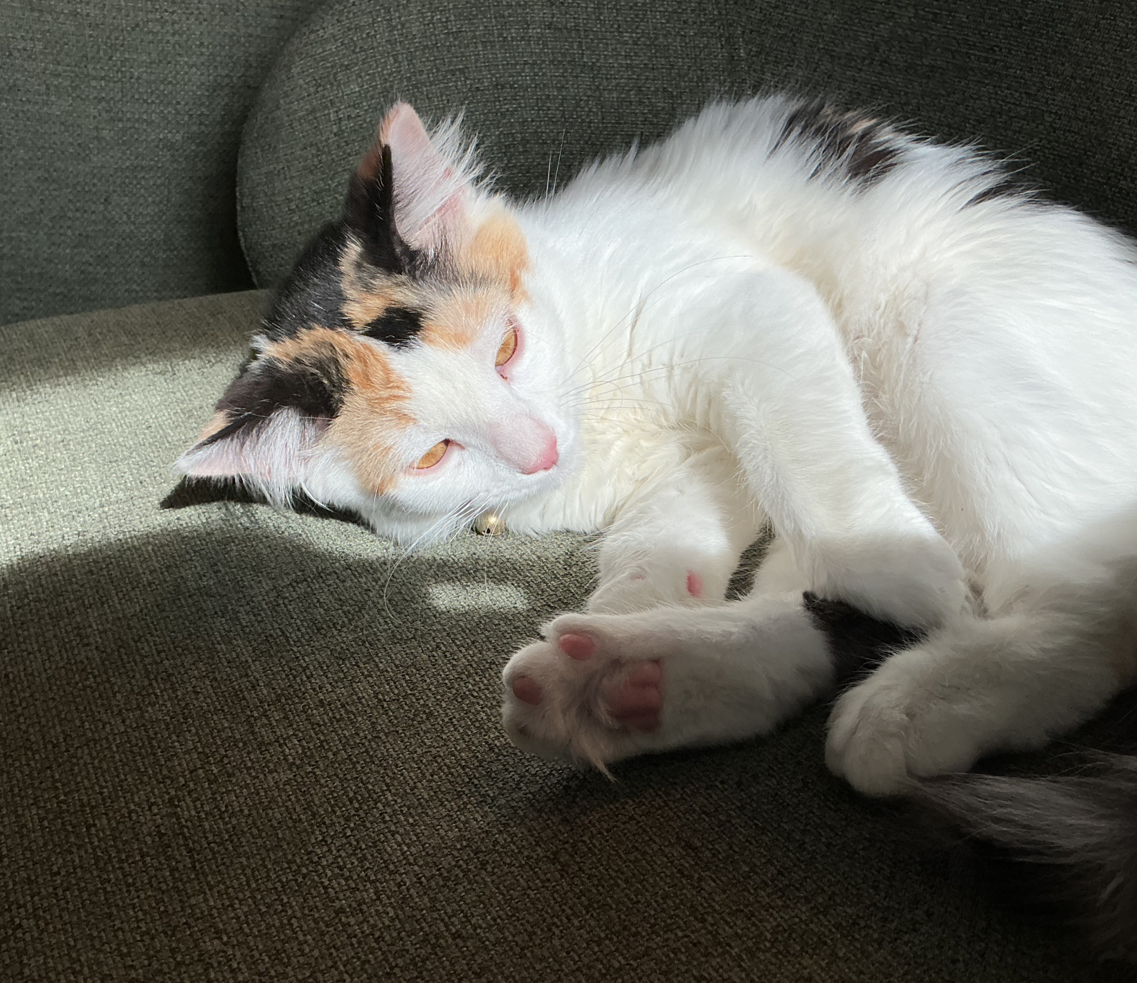 Tired cat Blank Meme Template