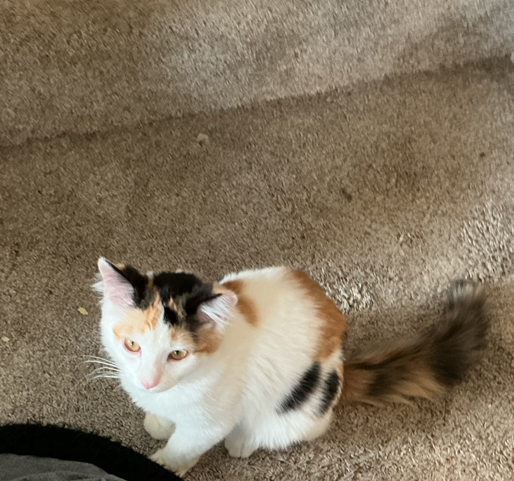 DONT LOOK AT ME ):< Blank Meme Template