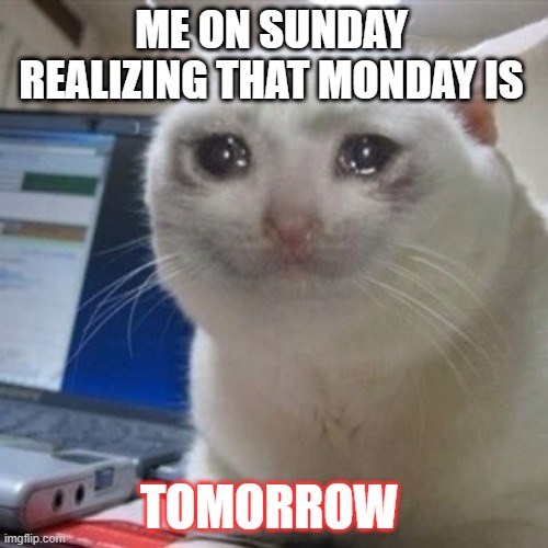 Sundays be like | ME ON SUNDAY REALIZING THAT MONDAY IS; TOMORROW | image tagged in crying cat | made w/ Imgflip meme maker