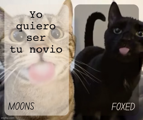 hot freaks dropped Yo Quiero Ser Tu Novio | Yo quiero ser tu novio | image tagged in moons and foxed kitty temp | made w/ Imgflip meme maker