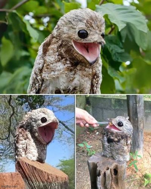 Cute | made w/ Imgflip meme maker