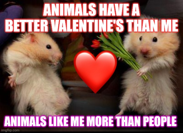 A hampsters life on Valentine's day | ANIMALS HAVE A BETTER VALENTINE'S THAN ME; ANIMALS LIKE ME MORE THAN PEOPLE | image tagged in my valentine,love wins,forever alone,pets | made w/ Imgflip meme maker