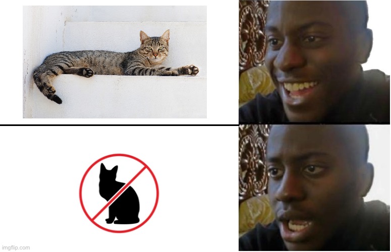 I like cats | image tagged in disappointed black guy,cats | made w/ Imgflip meme maker