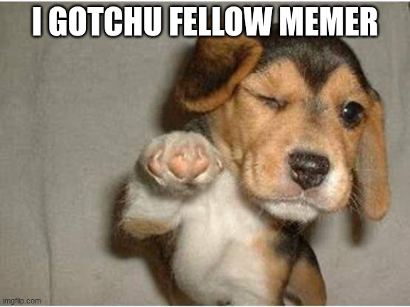 I GOTCHU FELLOW MEMER | image tagged in i gotchu | made w/ Imgflip meme maker