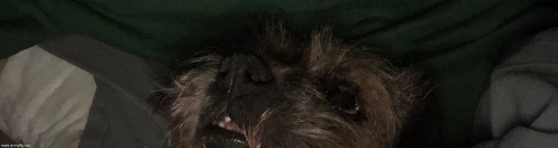 My doggo | made w/ Imgflip meme maker