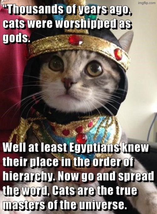 Masters Of The Universe | image tagged in cats,funny cats,evil overlord rules,superior royalty,gods,worship | made w/ Imgflip meme maker