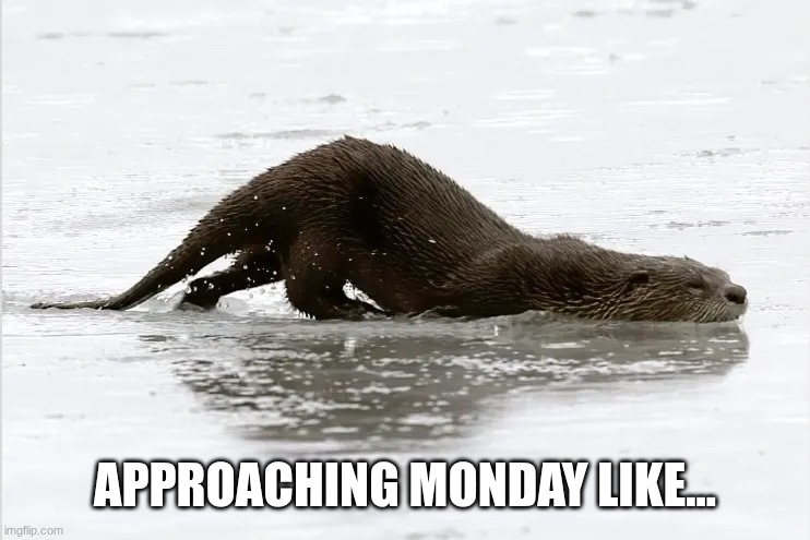 Monday | APPROACHING MONDAY LIKE... | image tagged in mondays,otter | made w/ Imgflip meme maker