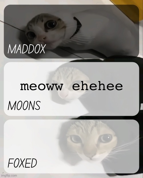 maddox, moons, n foxed kitty temp | meoww ehehee | image tagged in maddox moons n foxed kitty temp | made w/ Imgflip meme maker