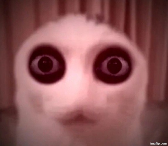 kitty | image tagged in kitty | made w/ Imgflip meme maker