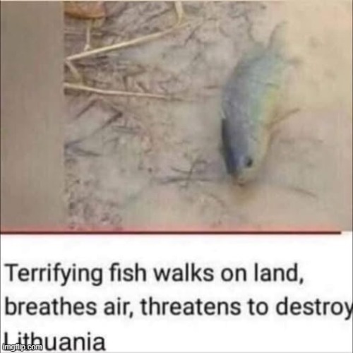 guys be safe, he's currently in my country | image tagged in shitpost,scary fish | made w/ Imgflip meme maker