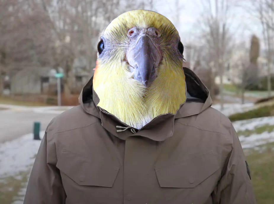 Cockatiel Bernie Blank Meme Template