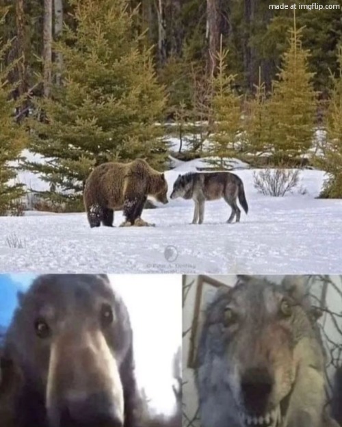 bear vs wolf | image tagged in bear vs wolf | made w/ Imgflip meme maker