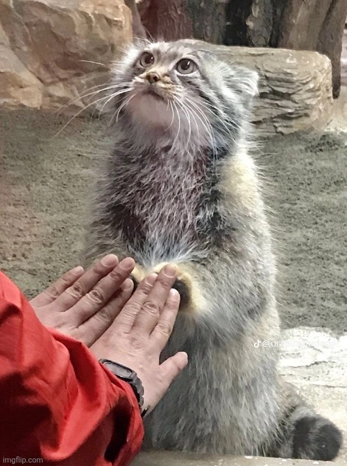 manul :) | made w/ Imgflip meme maker