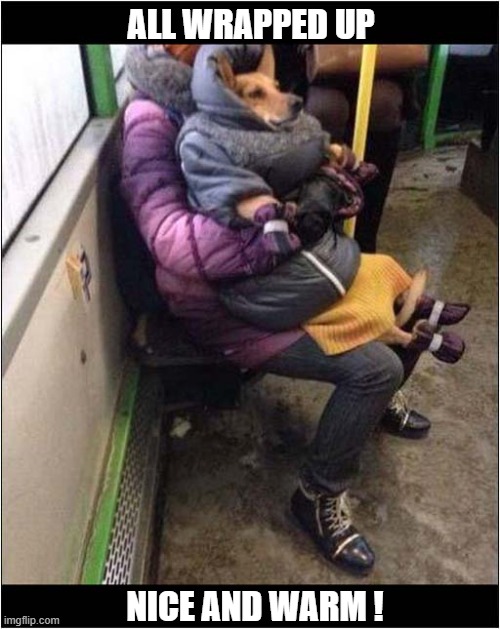 When It's Cold Outside ... | ALL WRAPPED UP; NICE AND WARM ! | image tagged in dogs,cold weather,warm clothes | made w/ Imgflip meme maker