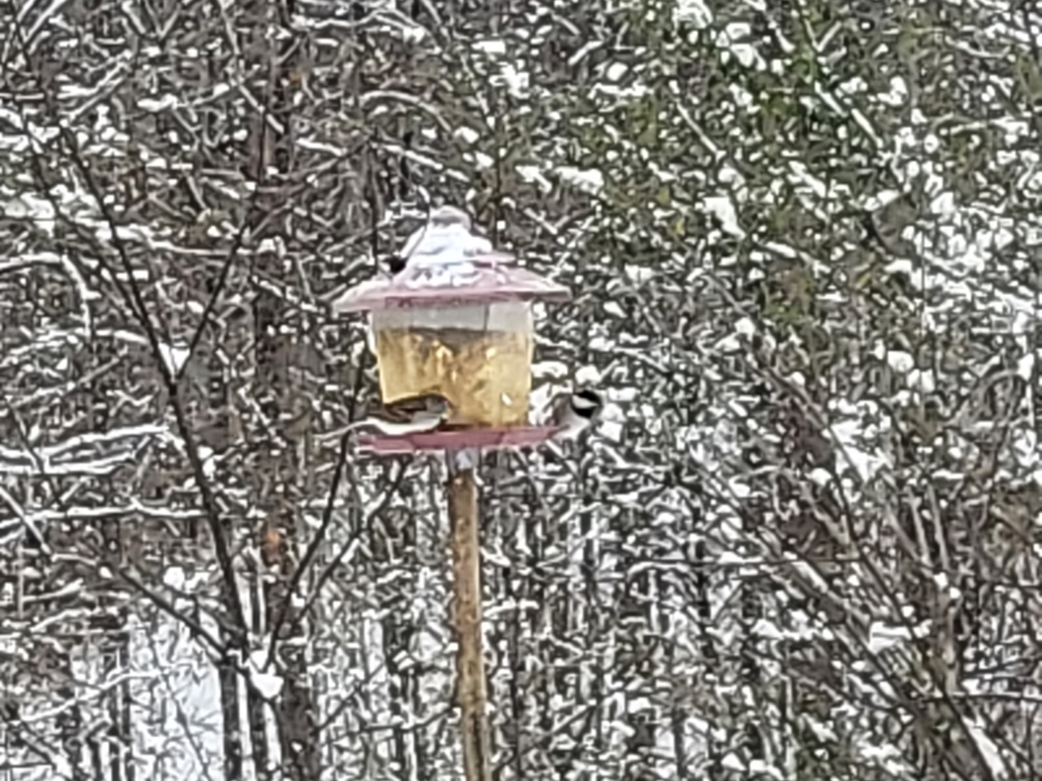 Bird Feeder Blank Meme Template