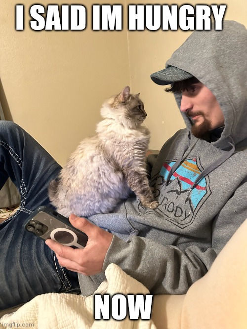 Cats | I SAID IM HUNGRY; NOW | image tagged in funny cats | made w/ Imgflip meme maker