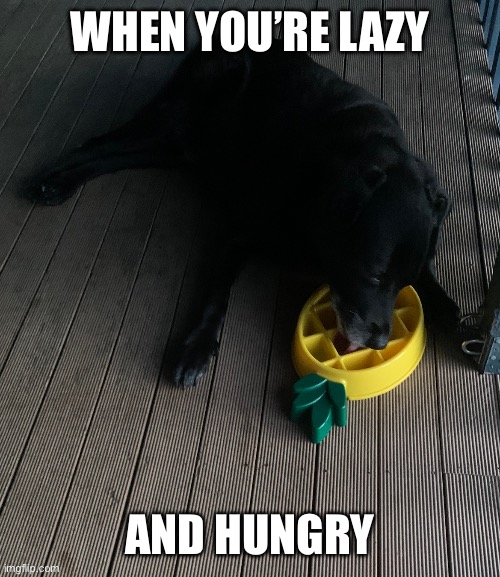 Lazungry | WHEN YOU’RE LAZY; AND HUNGRY | image tagged in dog,lazy,hungry,sleepy,sleepy dog | made w/ Imgflip meme maker