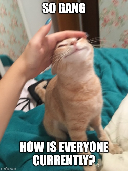 I'm avoiding chores for the life of me | SO GANG; HOW IS EVERYONE CURRENTLY? | image tagged in cat pat | made w/ Imgflip meme maker