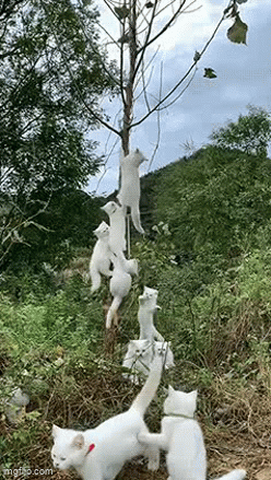 Tree - Imgflip