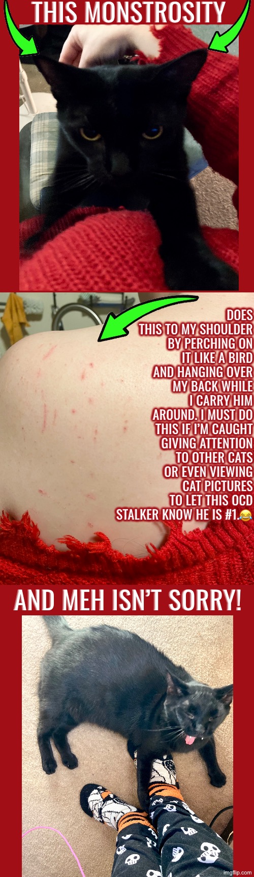 This Feline Monstrosity | THIS MONSTROSITY; DOES THIS TO MY SHOULDER BY PERCHING ON IT LIKE A BIRD AND HANGING OVER MY BACK WHILE I CARRY HIM AROUND. I MUST DO THIS IF I’M CAUGHT GIVING ATTENTION TO OTHER CATS OR EVEN VIEWING CAT PICTURES TO LET THIS OCD STALKER KNOW HE IS #1.😂; AND MEH ISN’T SORRY! | image tagged in cats,funny cats,black cat,stalker,domestic violence,monstrosity | made w/ Imgflip meme maker
