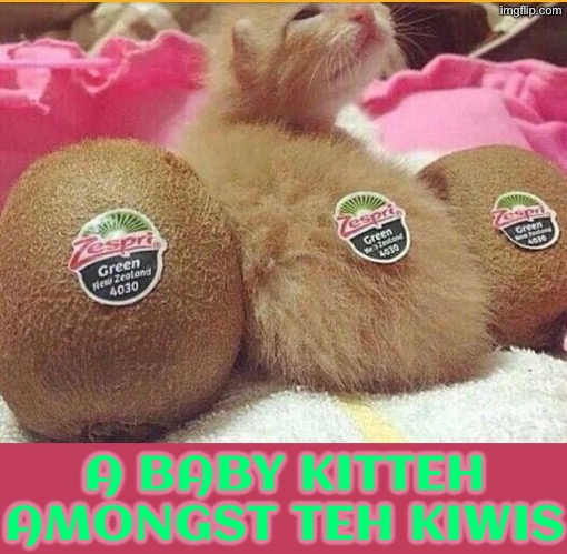 A Baby Kitteh | A BABY KITTEH AMONGST TEH KIWIS | image tagged in cats,funny cats,kittens,kiwi,cute kitten,food memes | made w/ Imgflip meme maker