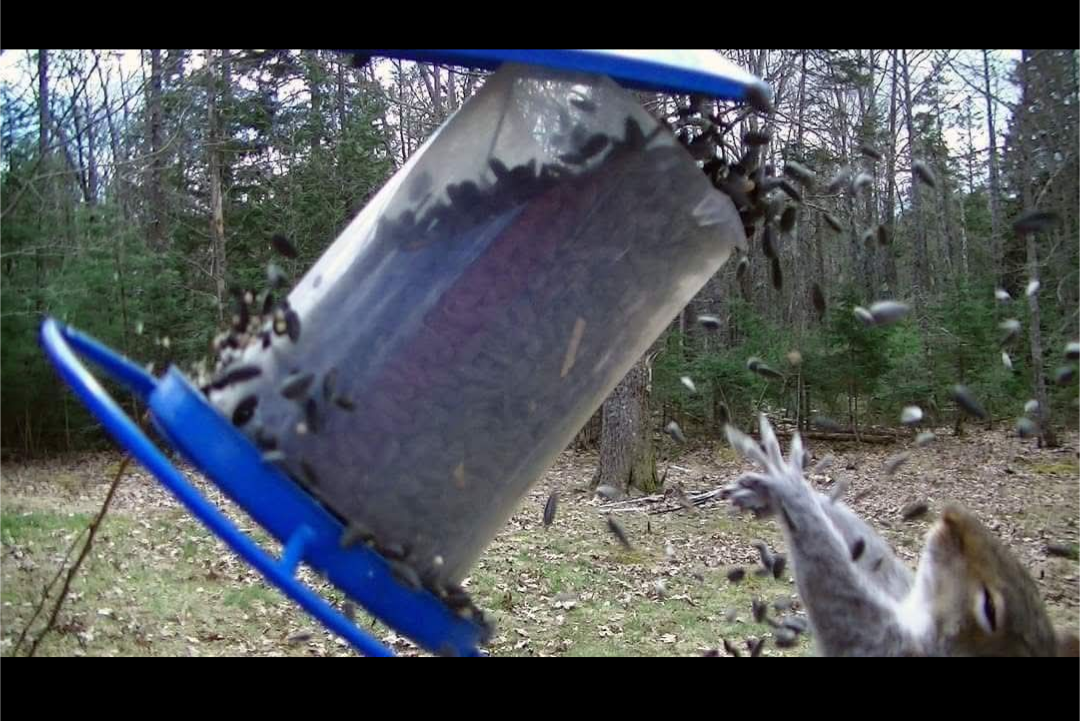 All the Seeds Blank Meme Template