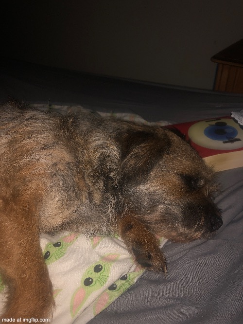 My doggo is such a fatass I love here | made w/ Imgflip meme maker