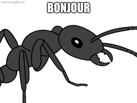 Blank White Template | BONJOUR | image tagged in blank white template | made w/ Imgflip meme maker