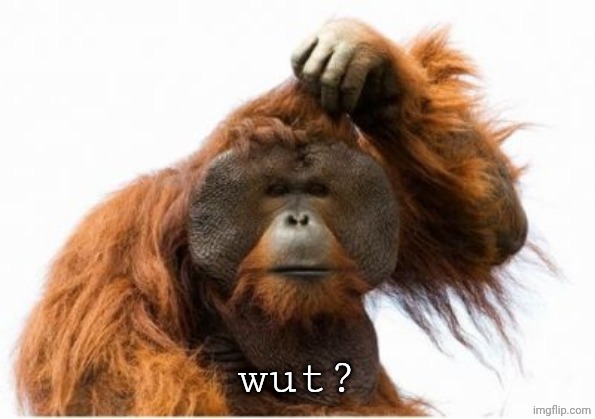ape scratching head | wut? | image tagged in ape scratching head | made w/ Imgflip meme maker