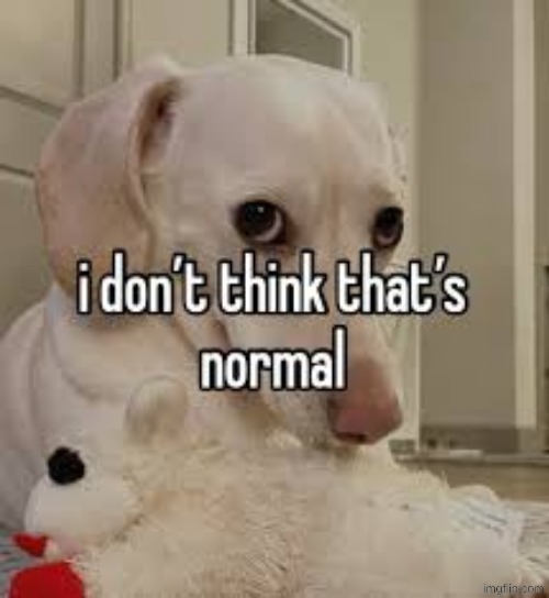 i don't think that's normal | image tagged in i don't think that's normal | made w/ Imgflip meme maker