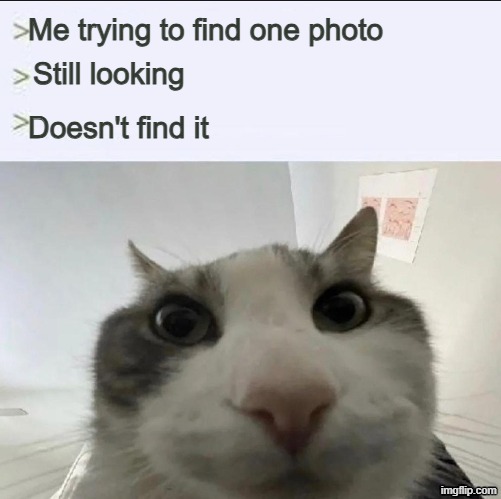 Trying to text my friend one photo | Me trying to find one photo; Still looking; Doesn't find it | image tagged in cat looks inside | made w/ Imgflip meme maker